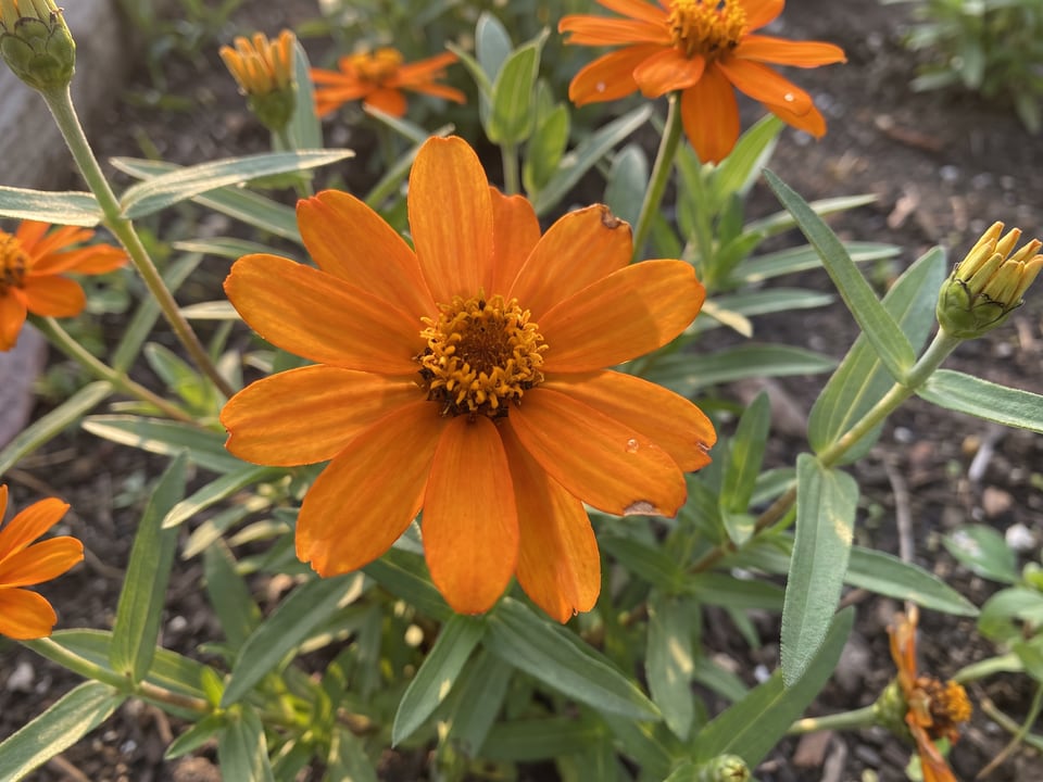 A Star zinnia flower up close on the plant