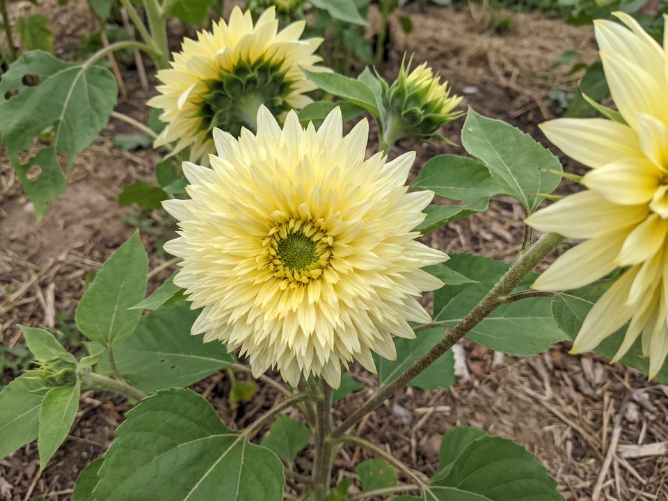A Starburst Lemon Aura sunflower flower up close on the plant