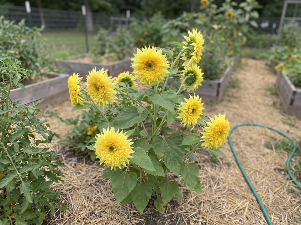 Starburst Lemon Aura sunflower plants in bloom in a garden