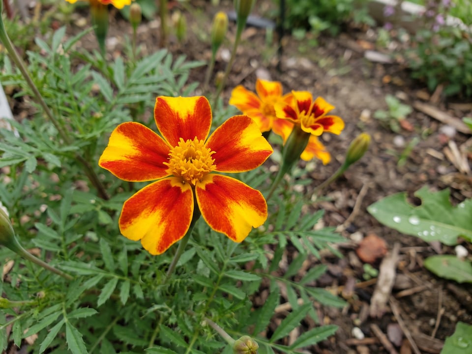 A Starfire Mix marigold flower up close on the plant