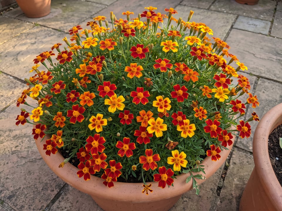 Starfire Mix marigold plants in bloom in a garden