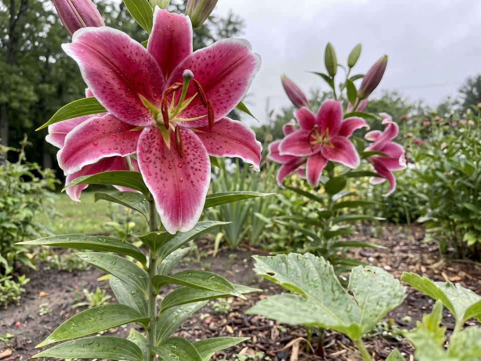 A Stargazer lily flower up close on the plant