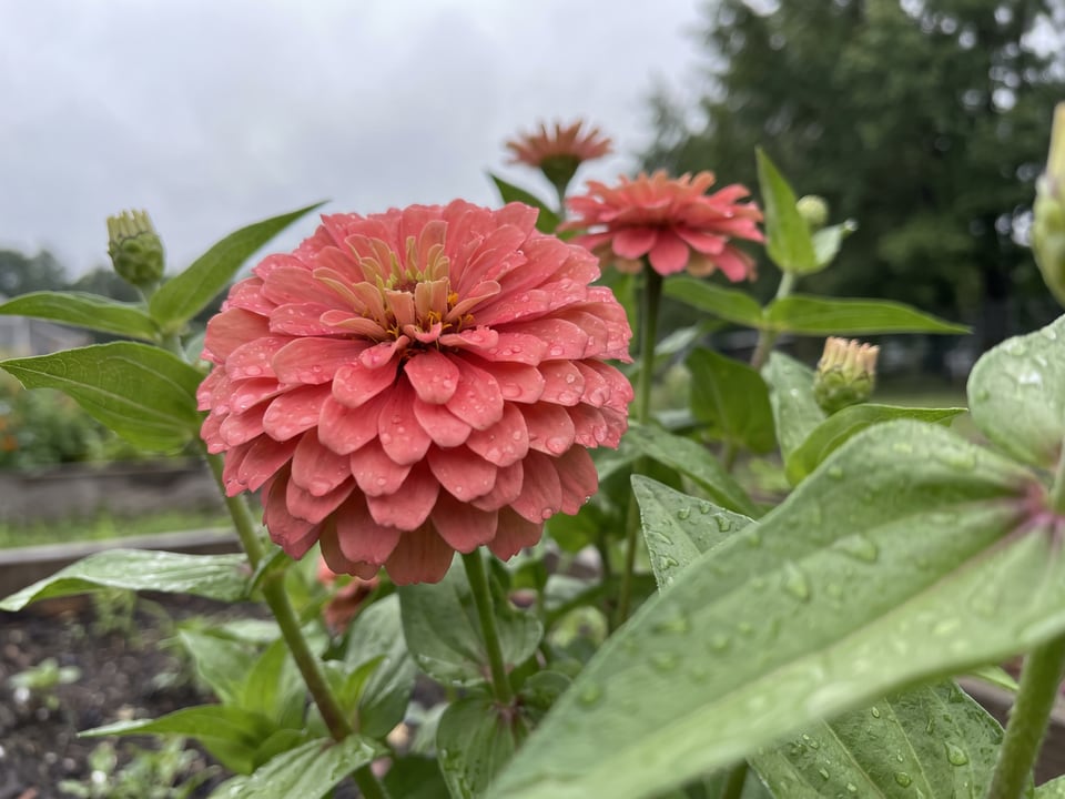 A State Fair zinnia flower up close on the plant