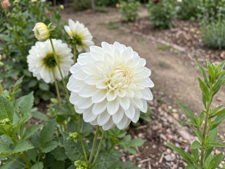 A Sterling Silver dahlia flower up close on the plant