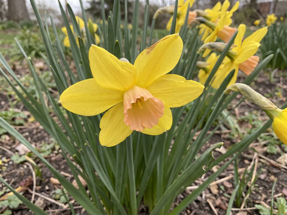 A Stratosphere daffodil flower up close on the plant