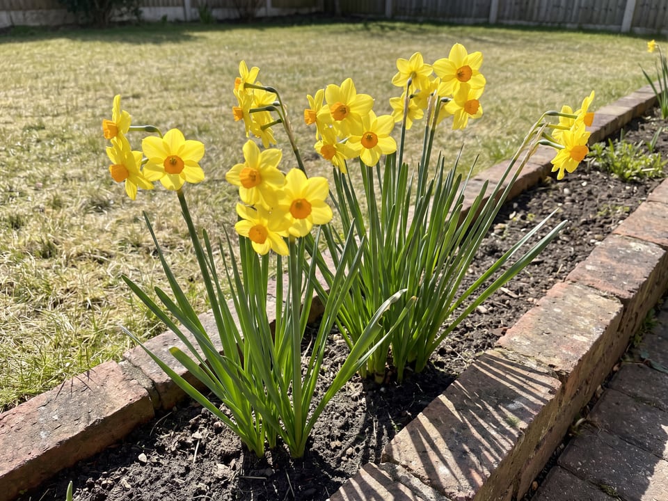 Stratosphere daffodil plants in bloom in a garden
