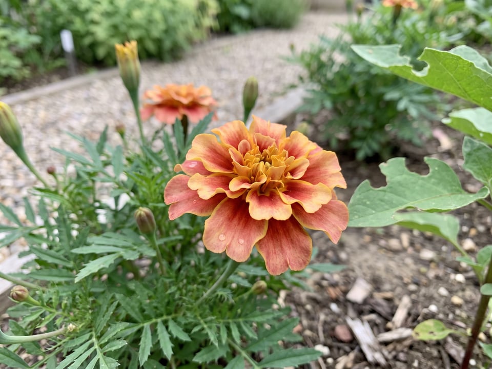 A Strawberry Blonde marigold flower up close on the plant