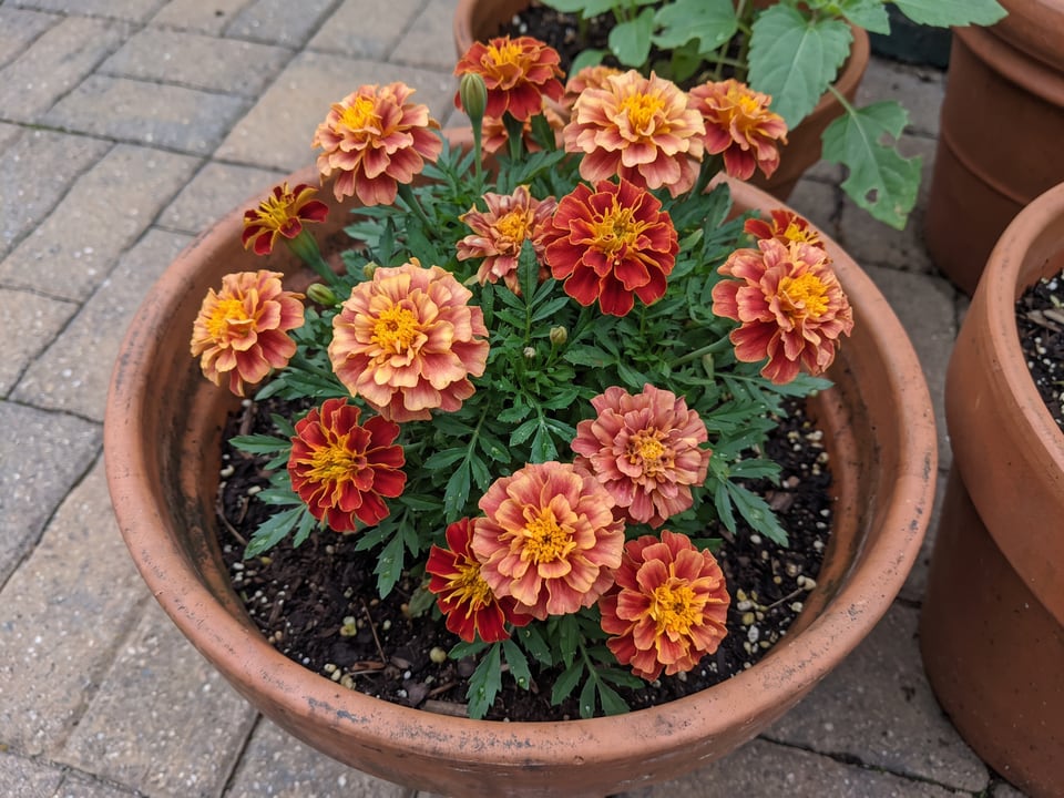 Strawberry Blonde marigold plants in bloom in a garden