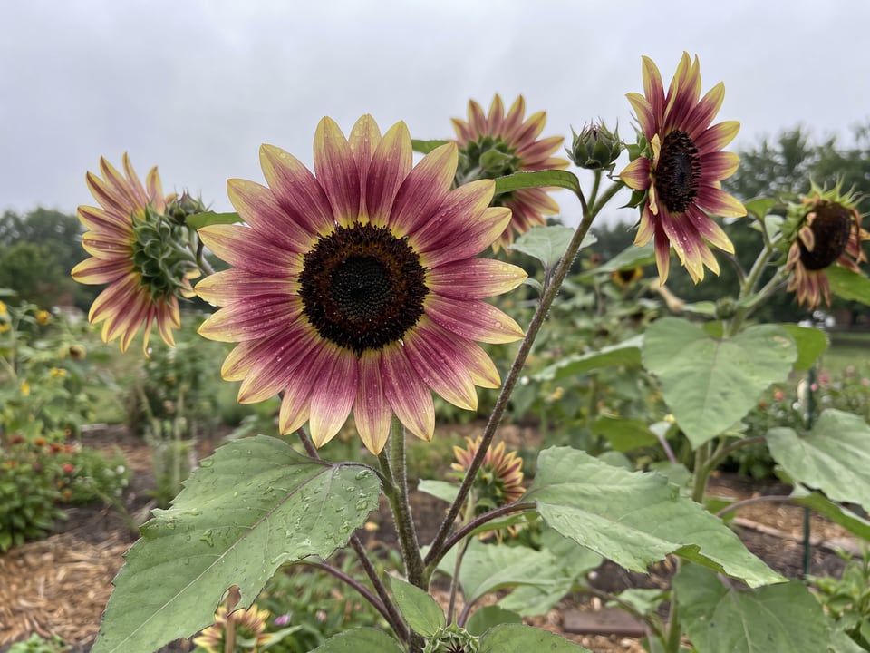 A Strawberry Blonde sunflower flower up close on the plant