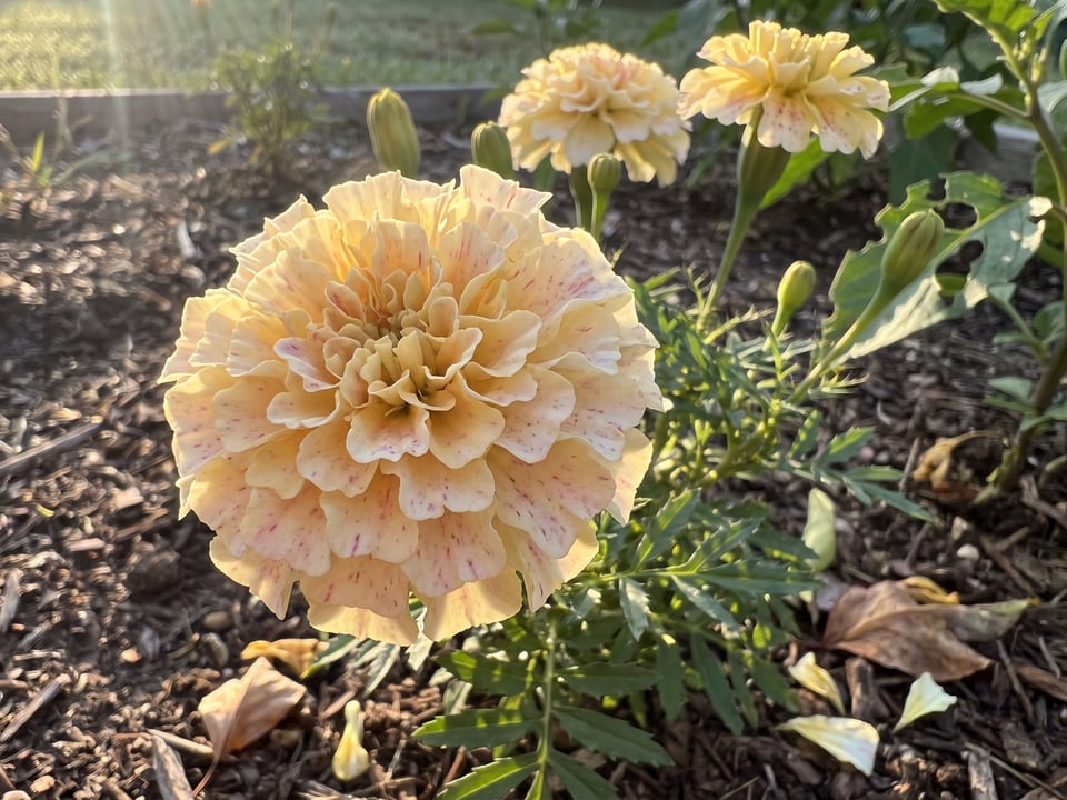 A Sugar & Spice White marigold flower up close on the plant