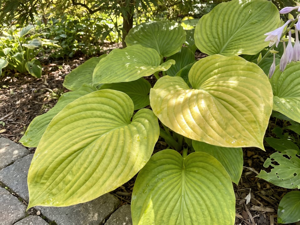 Leaves of Sum and Substance hosta up close