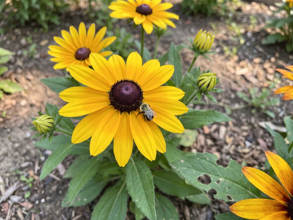 A Summerblaze black-eyed Susan flower up close on the plant