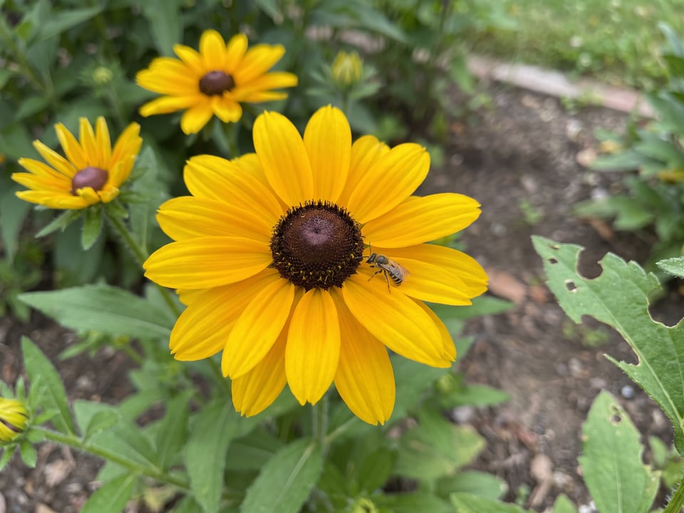 A Sunbeckia Marilyn black-eyed Susan flower up close on the plant