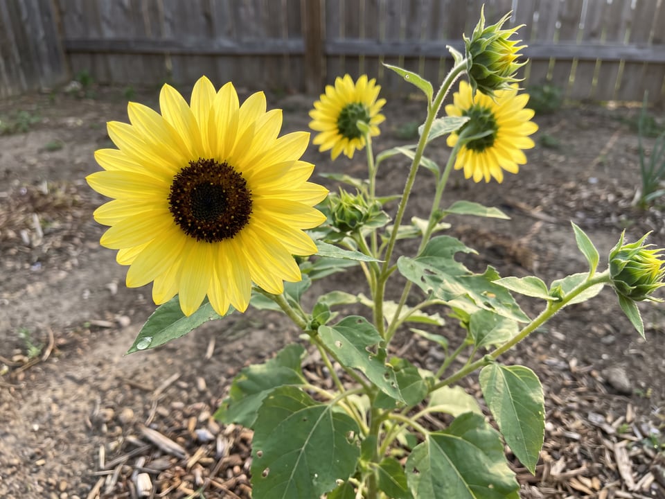 A SunBuzz sunflower flower up close on the plant