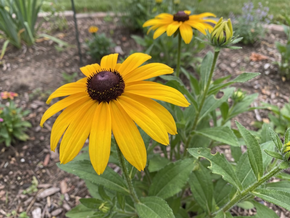 A Sundance black-eyed Susan flower up close on the plant