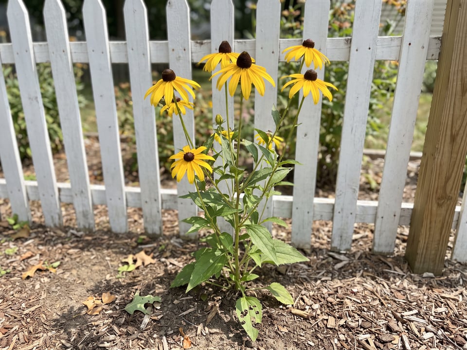 Sundance black-eyed Susan plants in bloom in a garden