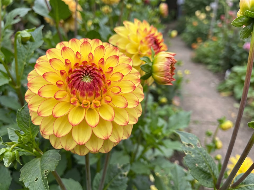 A Sunny Boy dahlia flower up close on the plant