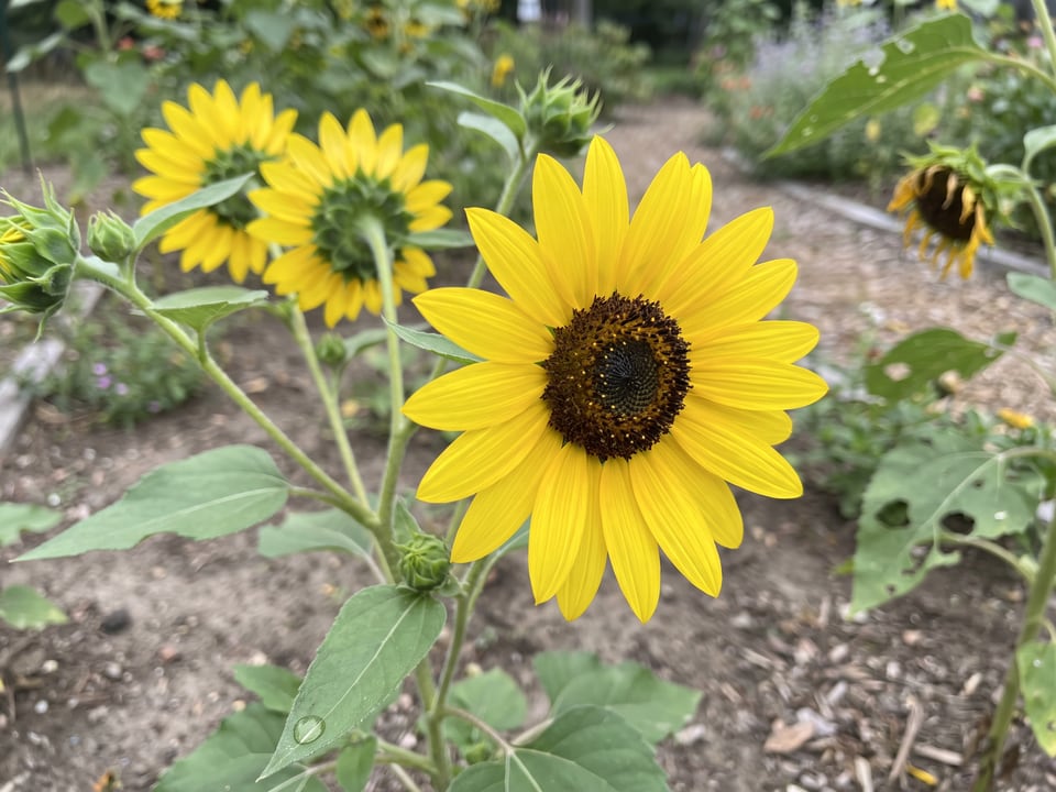 A Sunny Smile sunflower flower up close on the plant