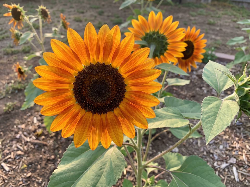 A Sunrich Orange sunflower flower up close on the plant