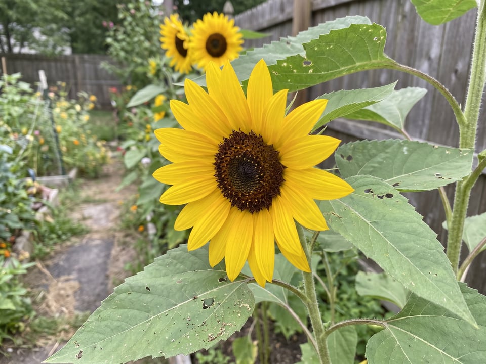 A Sunspot sunflower flower up close on the plant