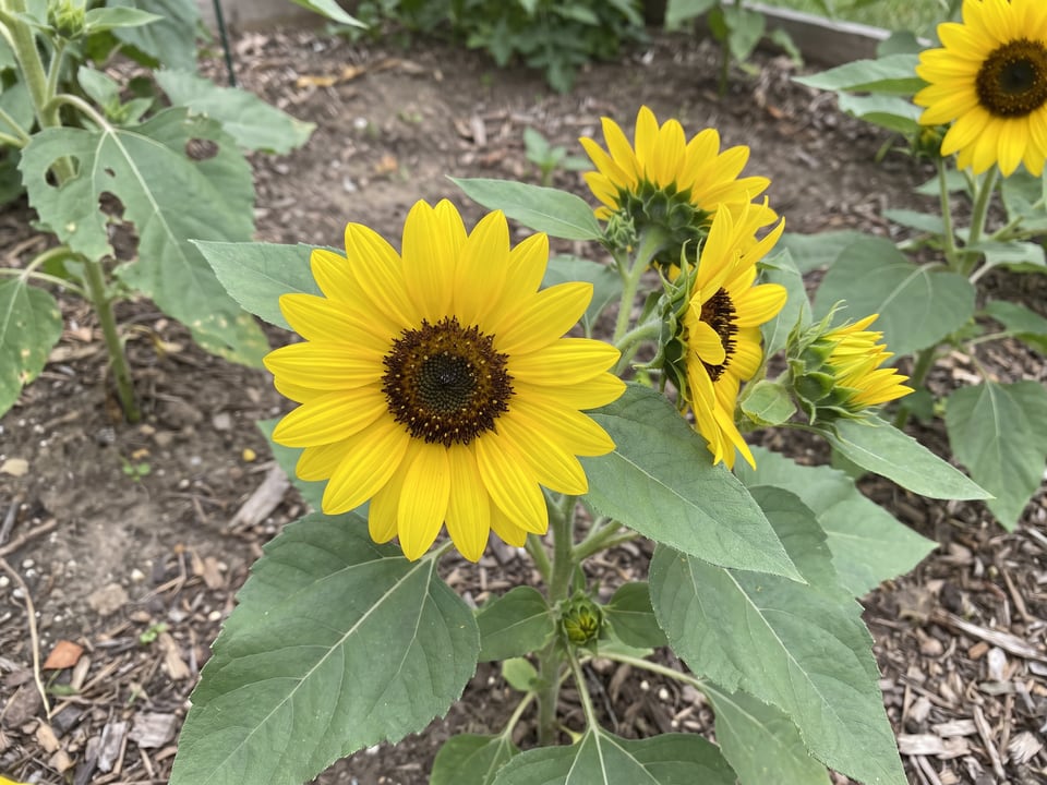 A Suntastic sunflower flower up close on the plant