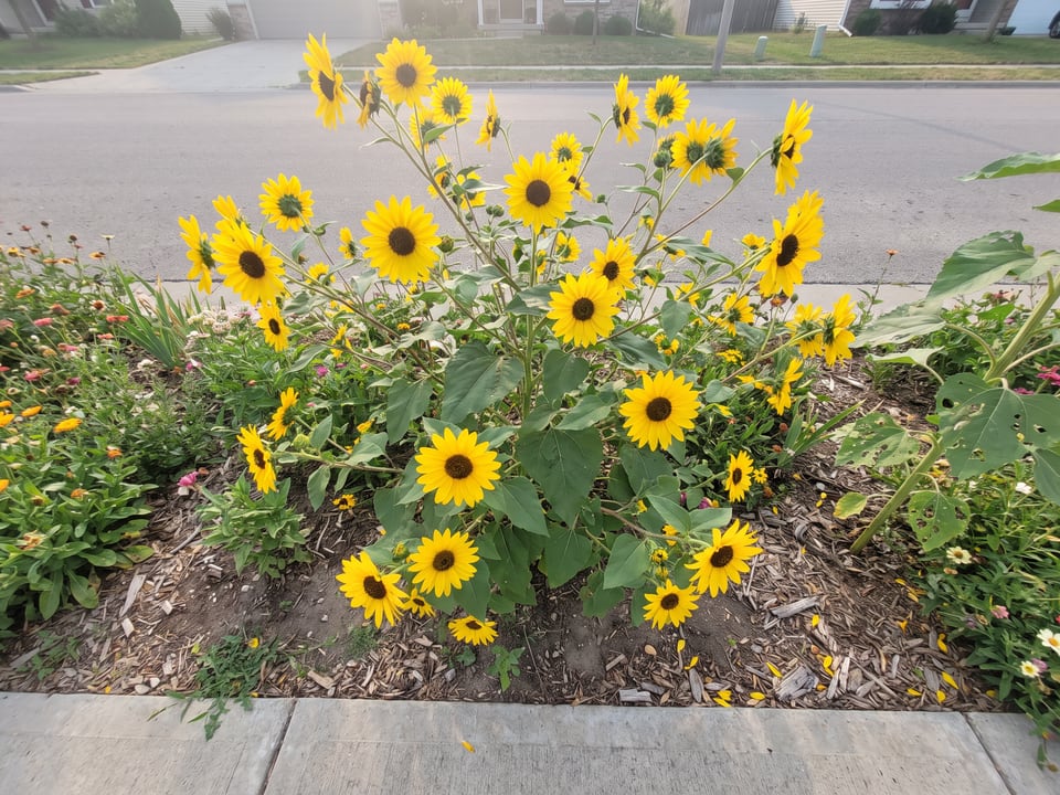 Suntastic sunflower plants in bloom in a garden