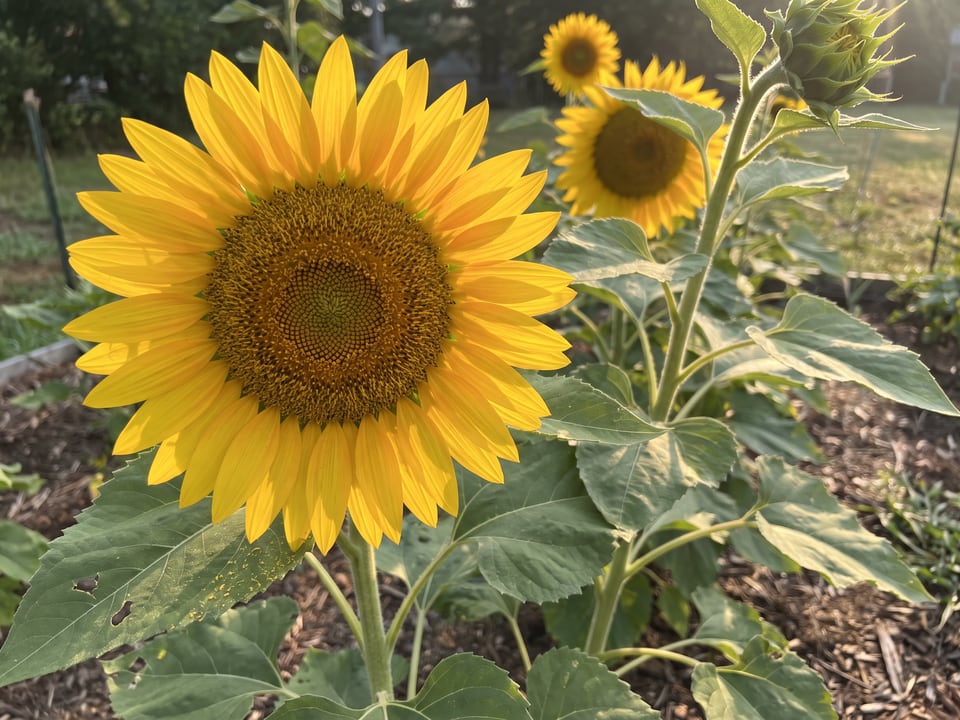 A Sunzilla sunflower flower up close on the plant