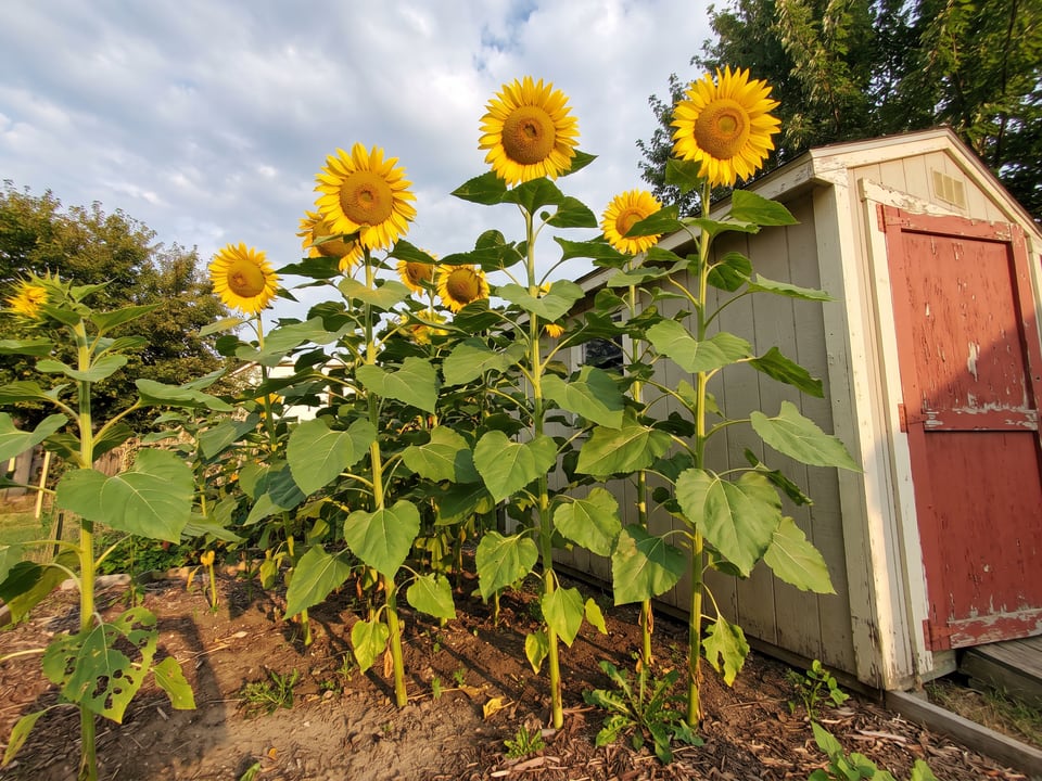 Sunzilla sunflower plants in bloom in a garden