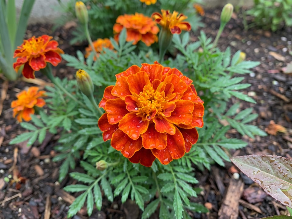 A Super Hero marigold flower up close on the plant