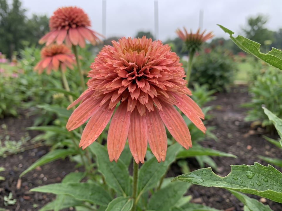 A Supreme Cantaloupe coneflower flower up close on the plant