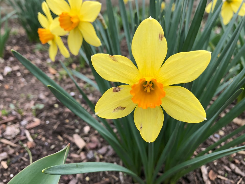 A Suzy daffodil flower up close on the plant