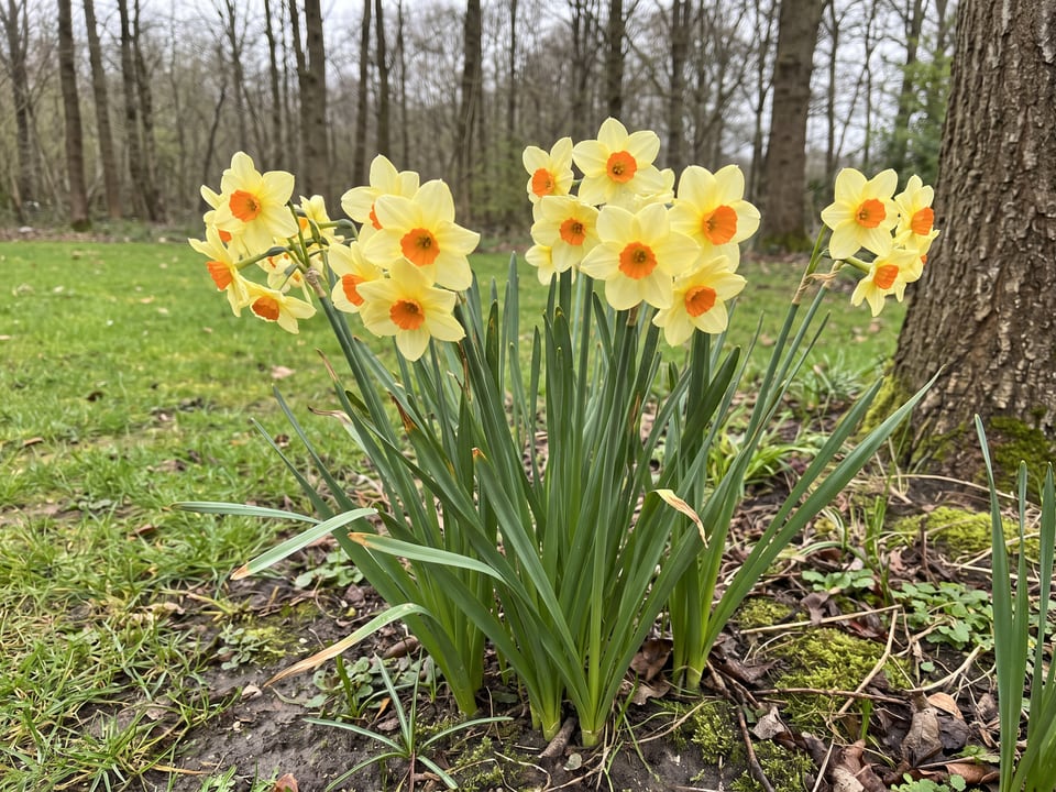 Suzy daffodil plants in bloom in a garden