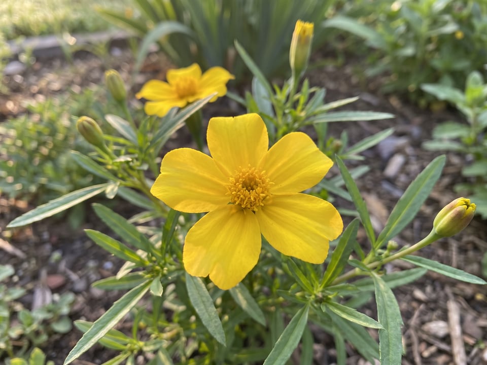 A Sweet Mace marigold flower up close on the plant