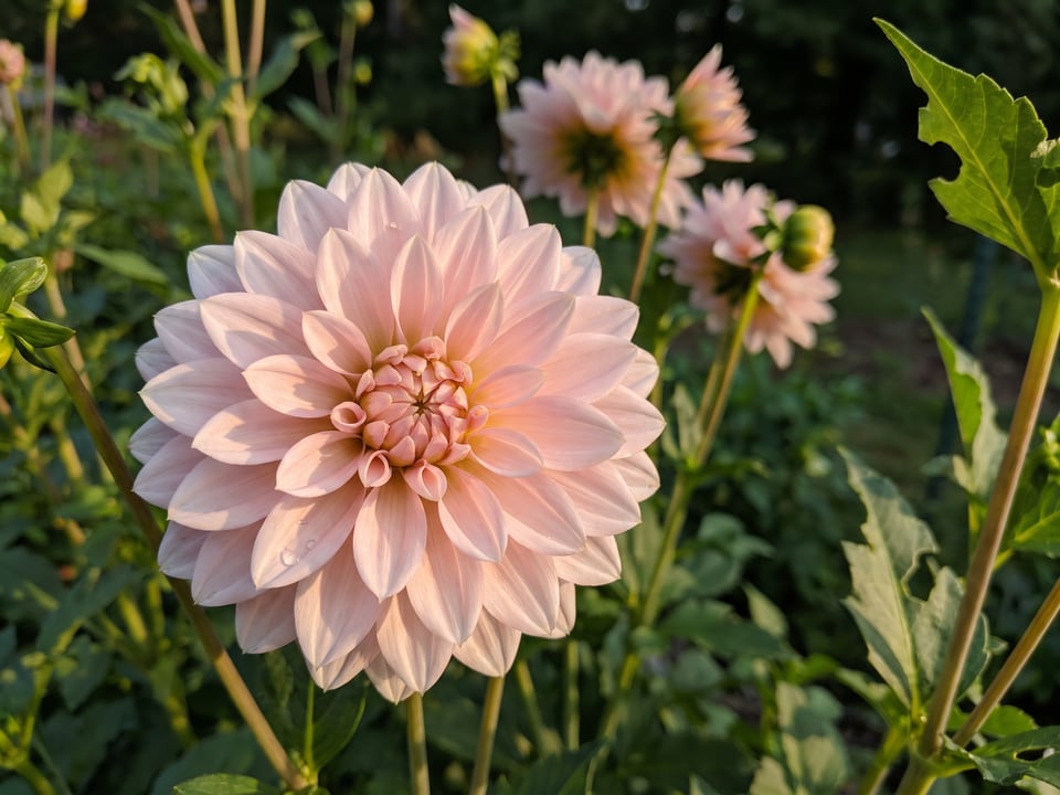 A Sweet Nathalie dahlia flower up close on the plant