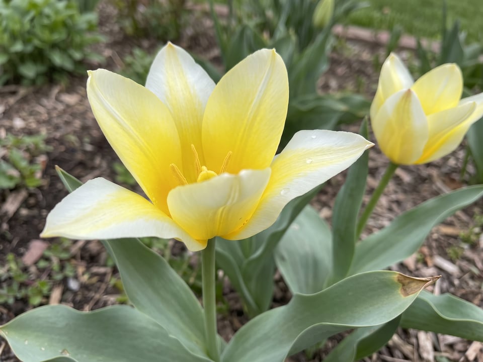 A Sweetheart tulip flower up close on the plant