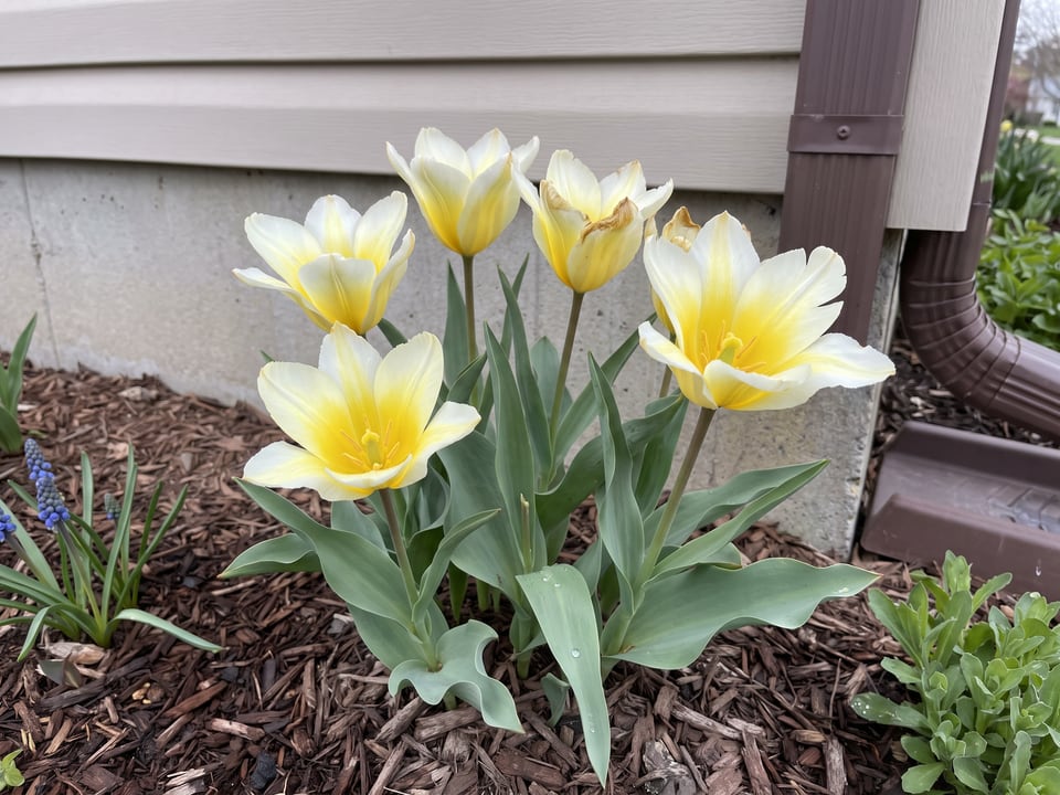 Sweetheart tulip plants in bloom in a garden
