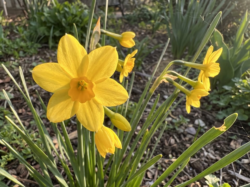 A Sweetness daffodil flower up close on the plant