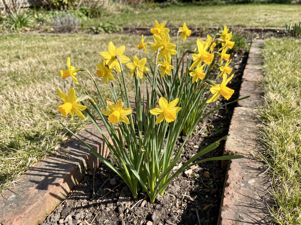 Sweetness daffodil plants in bloom in a garden