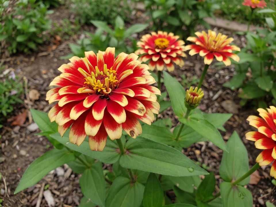 A Swizzle zinnia flower up close on the plant