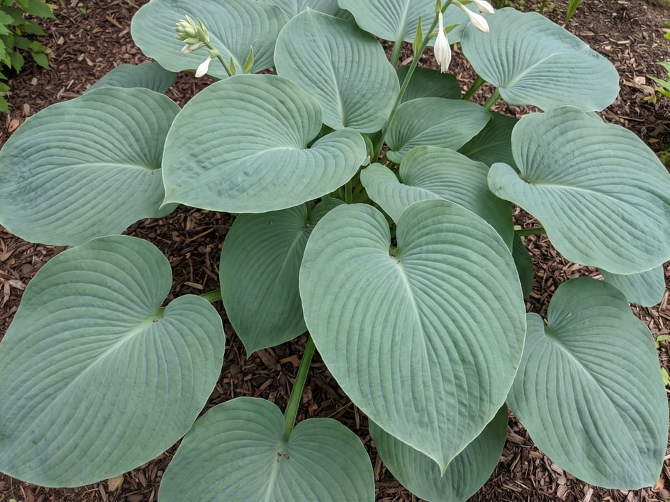 Leaves of T Rex hosta up close