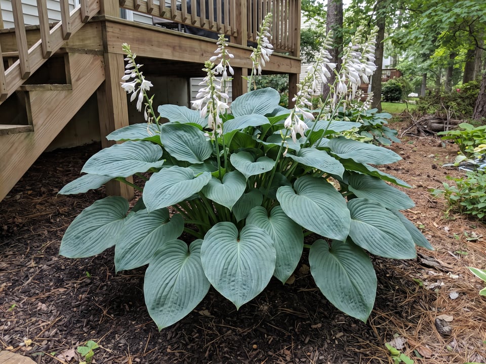 A T Rex hosta clump growing in a shade garden