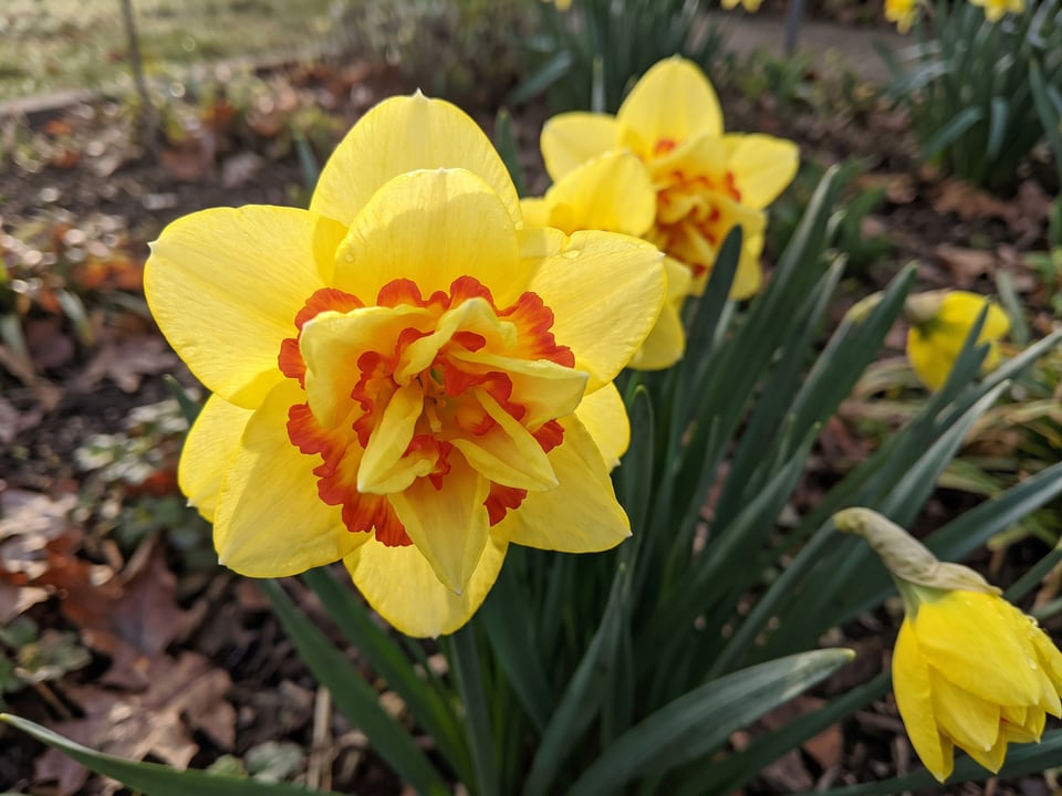 A Tahiti daffodil flower up close on the plant