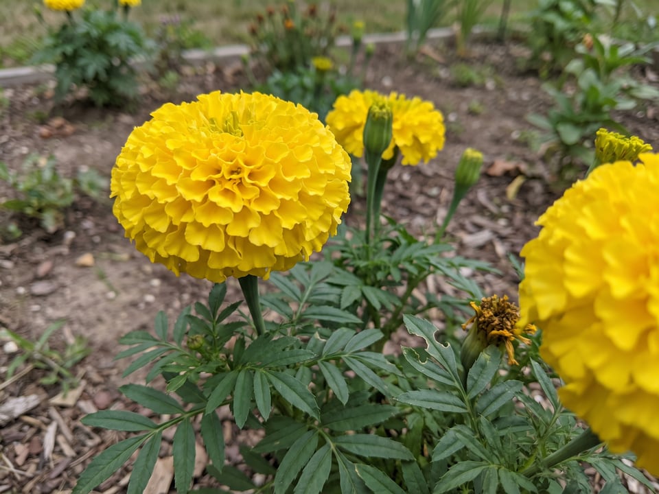 A Taishan marigold flower up close on the plant