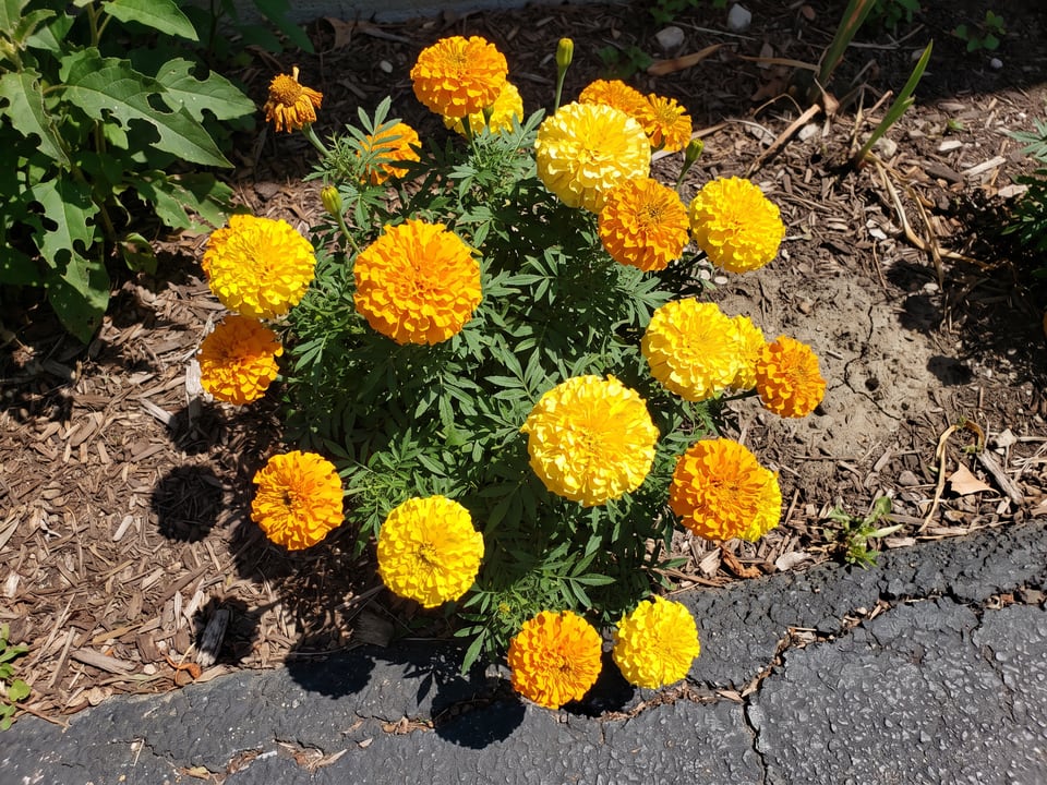 Taishan marigold plants in bloom in a garden