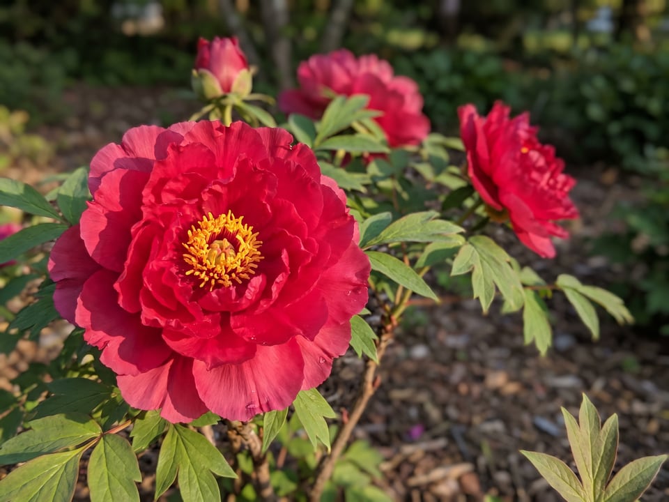 A Taiyo peony flower up close on the plant