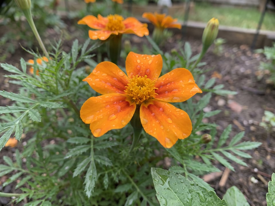 A Tangerine Gem marigold flower up close on the plant