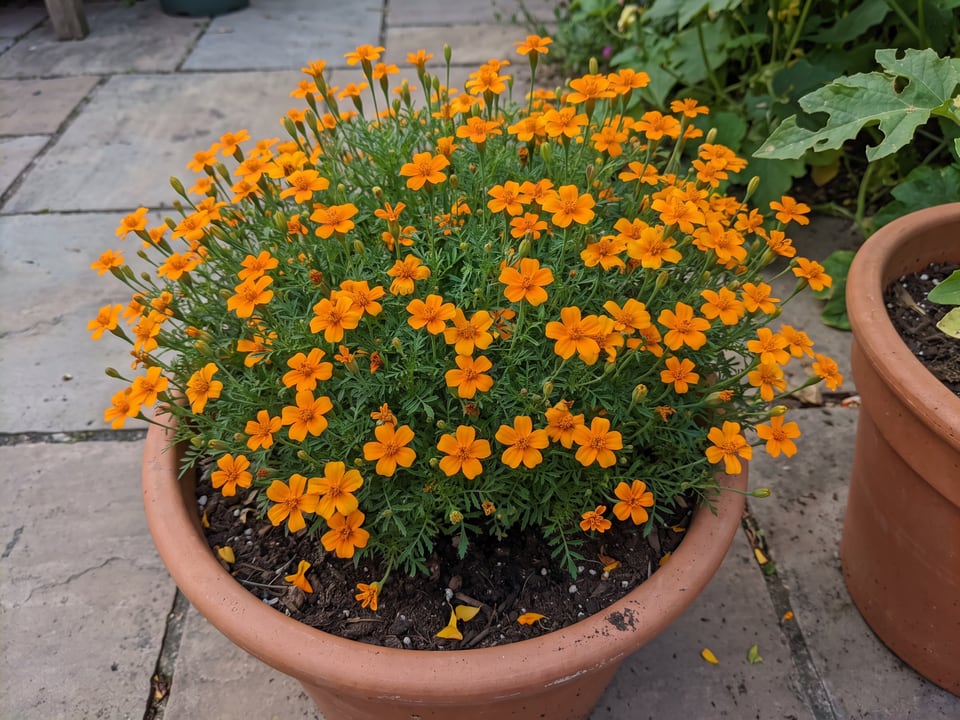 Tangerine Gem marigold plants in bloom in a garden