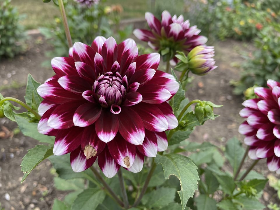 A Tartan dahlia flower up close on the plant