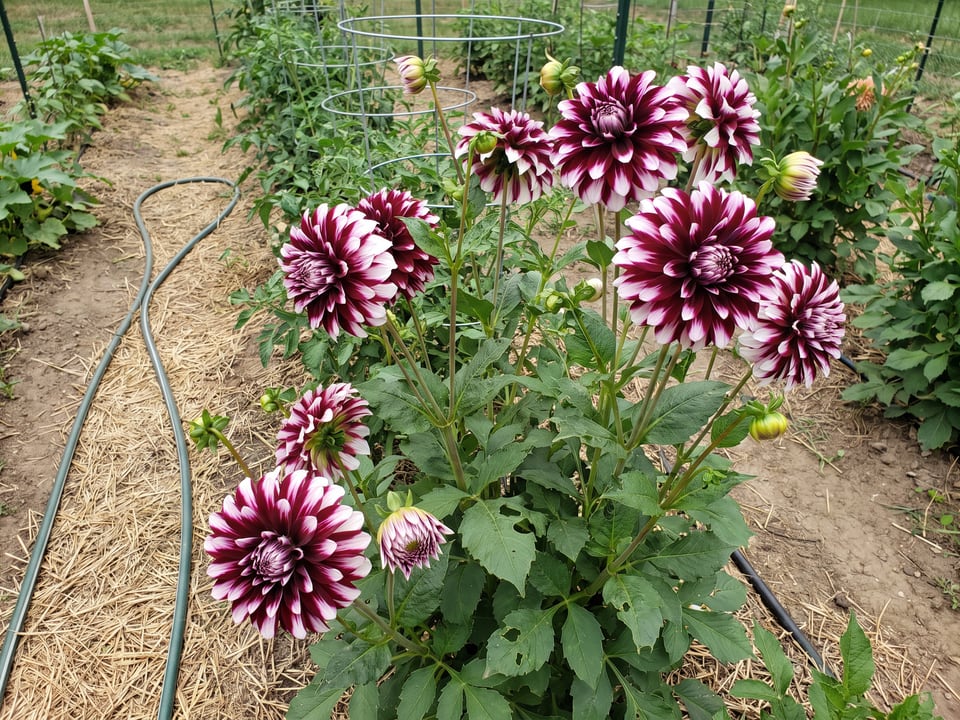 Tartan dahlia plants in bloom in a garden