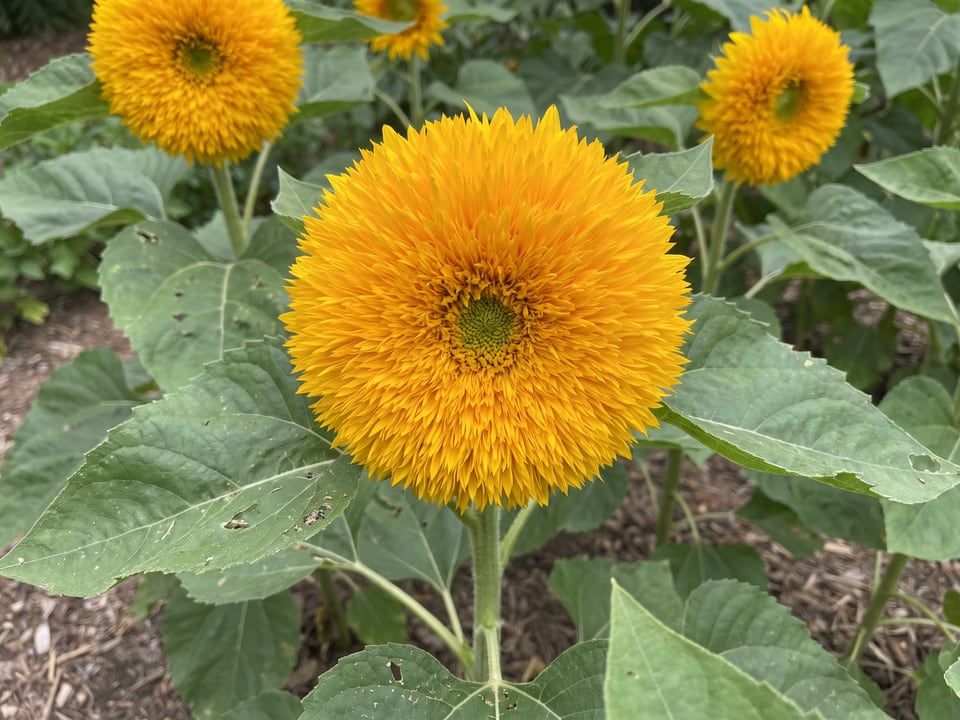 A Teddy Bear sunflower flower up close on the plant